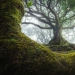 15 hermosas fotos de la mística de los bosques en la isla de Madeira