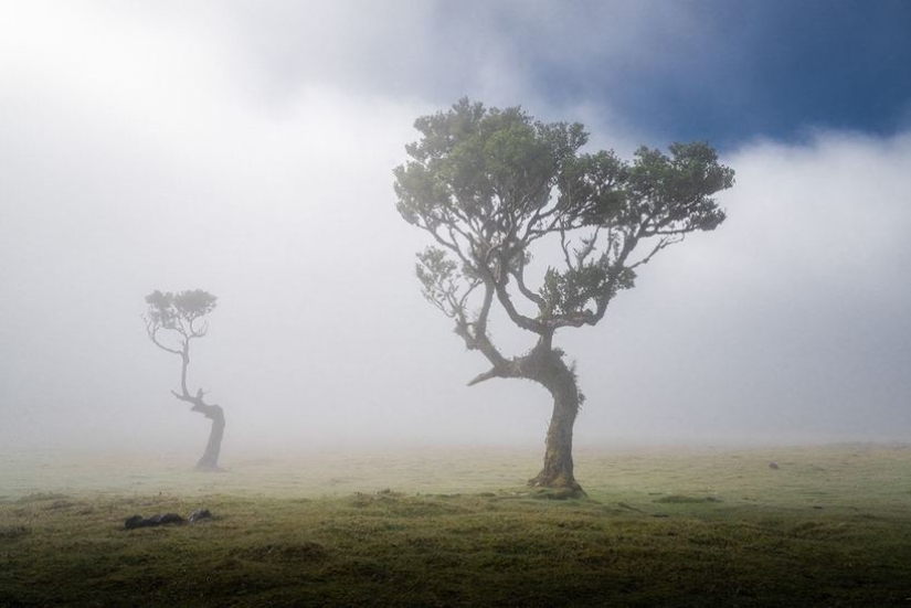 15 hermosas fotos de la mística de los bosques en la isla de Madeira