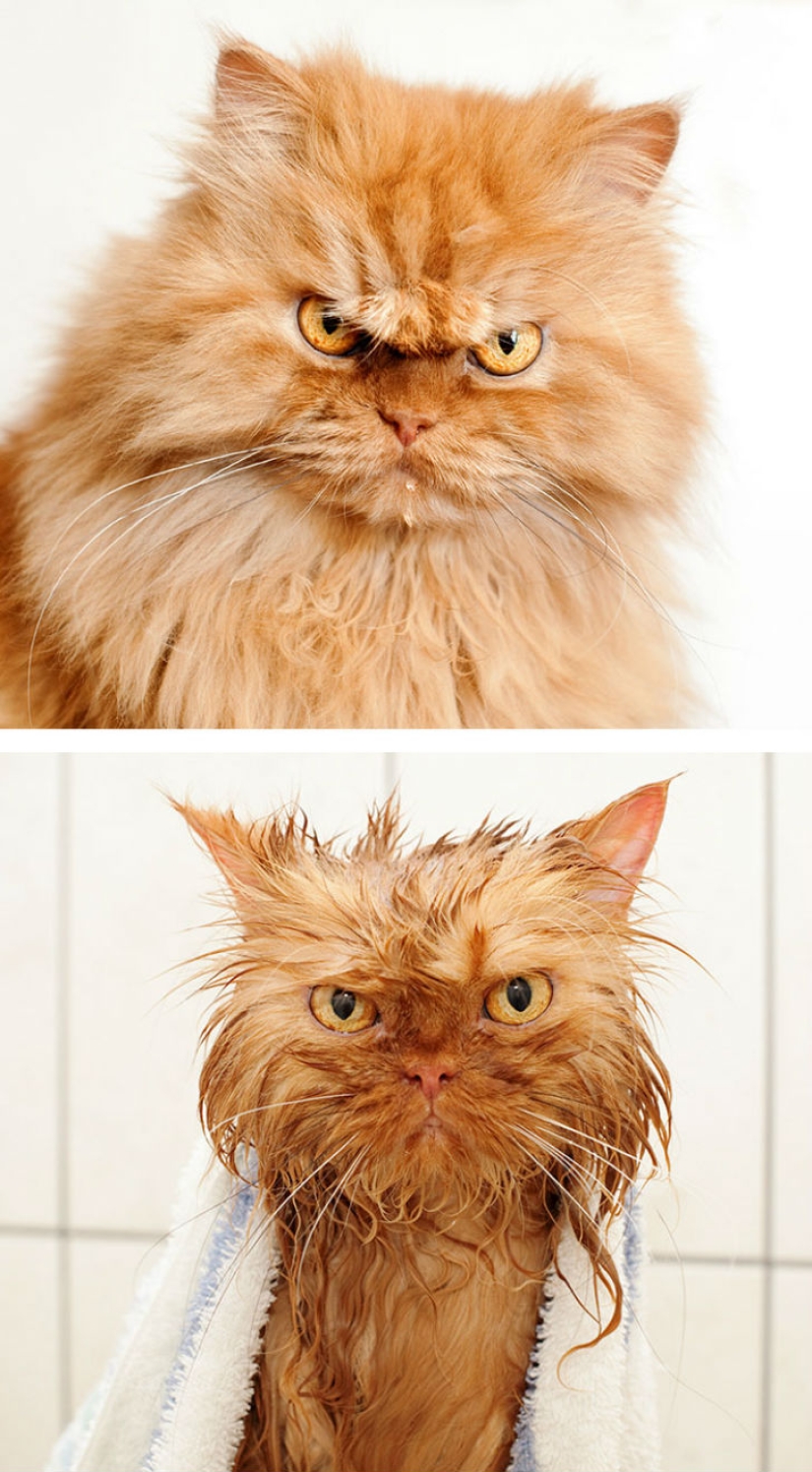 15 hilarantes imágenes acerca de cómo los animales odian bañarse