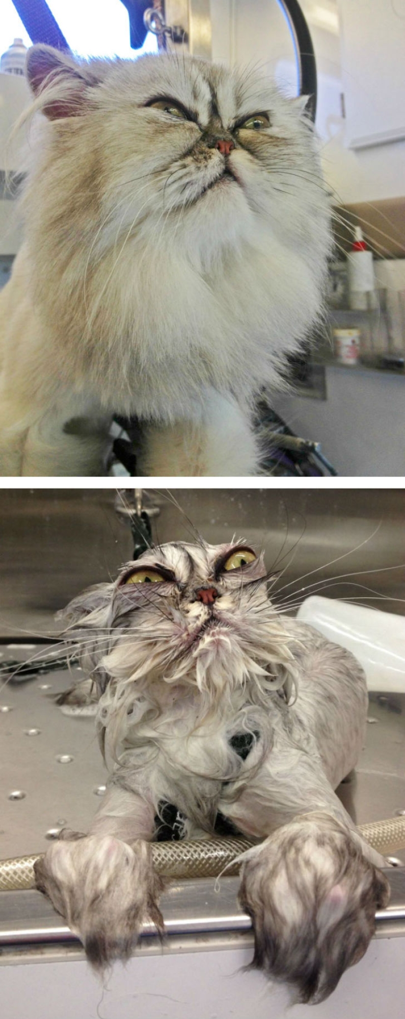 15 hilarious pictures about how animals hate to bathe