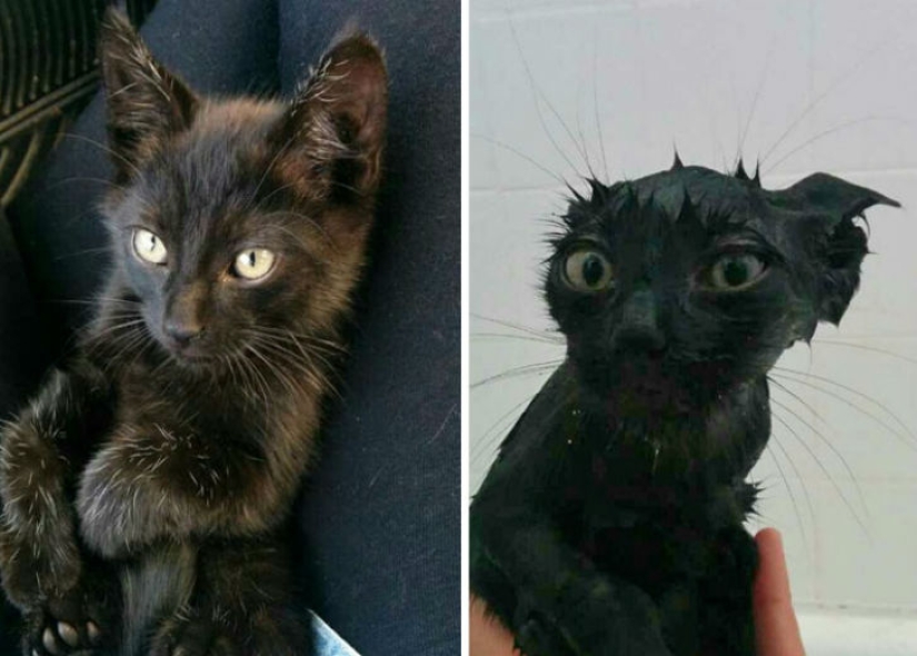 15 hilarious pictures about how animals hate to bathe
