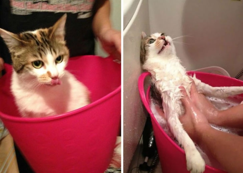 15 hilarious pictures about how animals hate to bathe