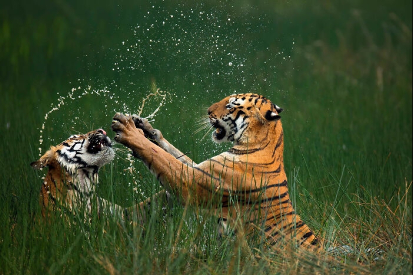 15 imágenes fascinantes que capturaron la belleza y diversidad de la naturaleza, seleccionadas por los premios NBP 2024