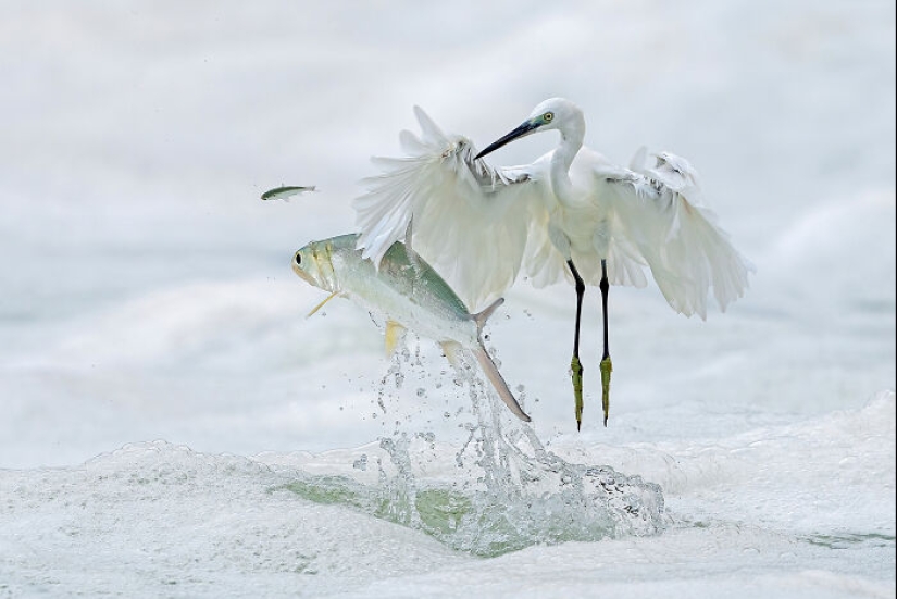 15 imágenes fascinantes que capturaron la belleza y diversidad de la naturaleza, seleccionadas por los premios NBP 2024