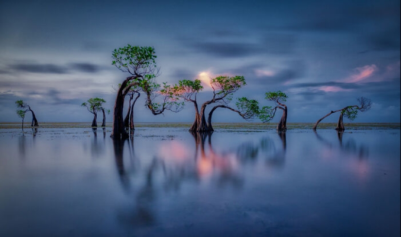 15 imágenes fascinantes que capturaron la belleza y diversidad de la naturaleza, seleccionadas por los premios NBP 2024