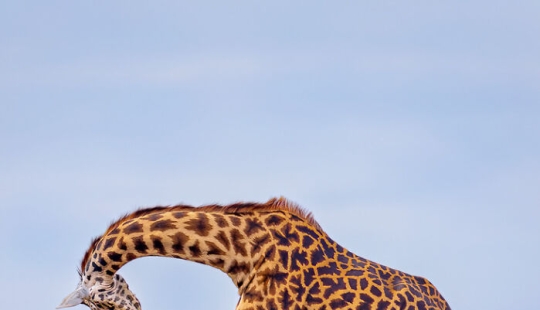 15 imágenes fascinantes que capturaron la belleza y diversidad de la naturaleza, seleccionadas por los premios NBP 2024