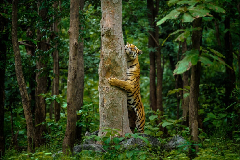 15 imágenes fascinantes que capturaron la belleza y diversidad de la naturaleza, seleccionadas por los premios NBP 2024