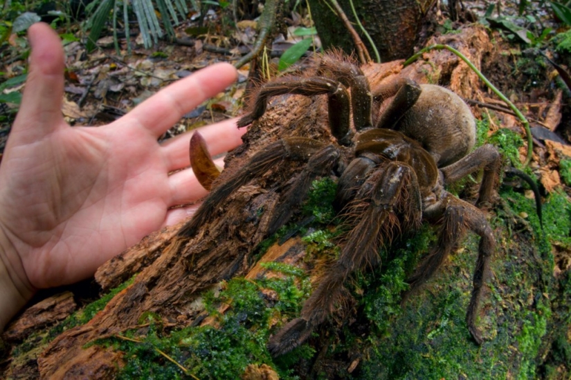 15 inconcebiblemente gigantescos animales que existen en la realidad