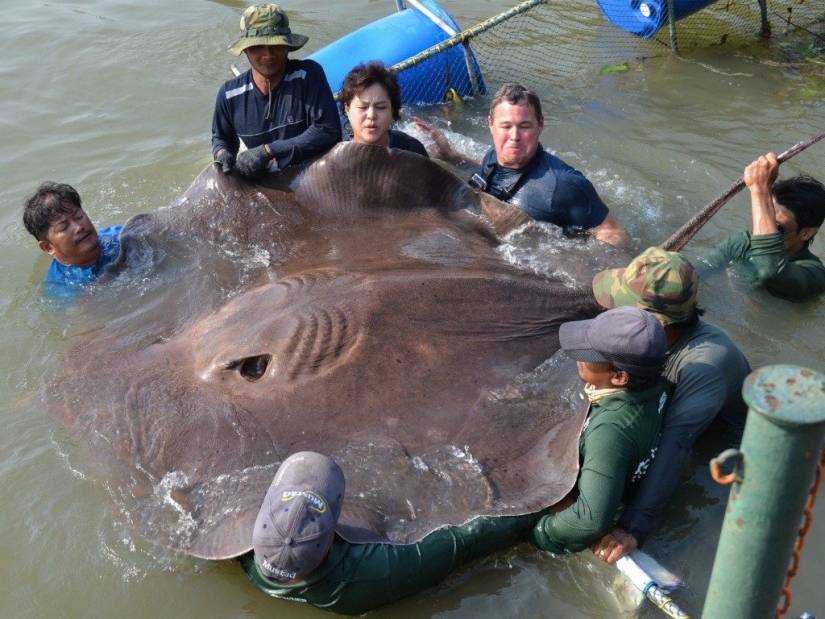 15 inconcebiblemente gigantescos animales que existen en la realidad