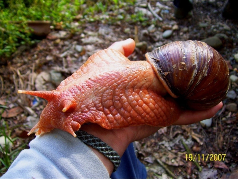 15 inconcebiblemente gigantescos animales que existen en la realidad