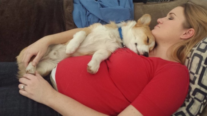 15 mascotas que se dieron cuenta de que su amante estaba embarazada