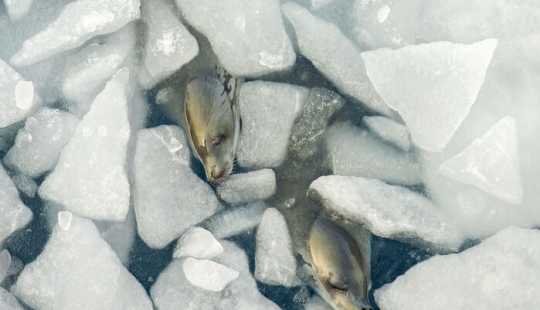 15 Mesmerizing Entries From The 2024 Wildlife Photographer Of The Year