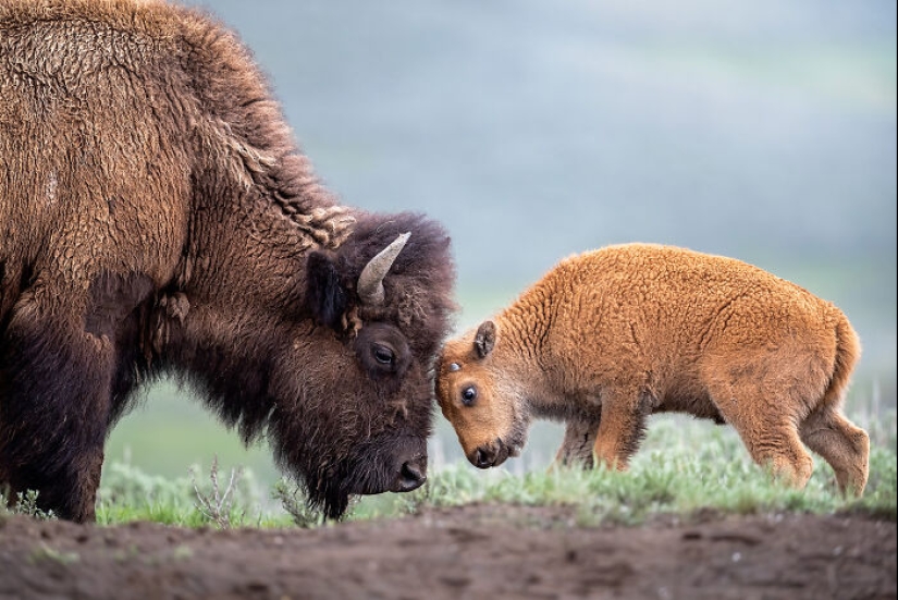 15 Mesmerizing Images That Captured Nature’s Beauty And Diversity, Selected By NBP Awards 2024