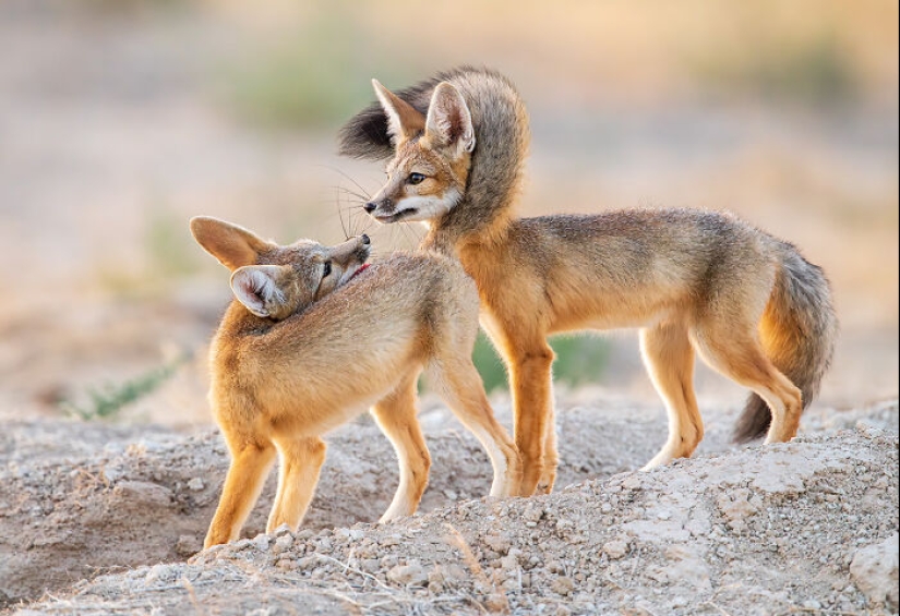 15 Mesmerizing Images That Captured Nature’s Beauty And Diversity, Selected By NBP Awards 2024