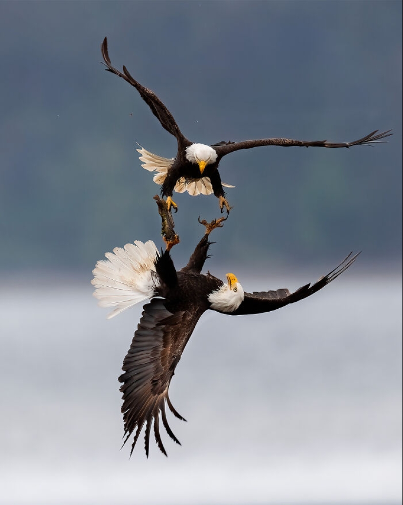 15 Mesmerizing Images That Captured Nature’s Beauty And Diversity, Selected By NBP Awards 2024