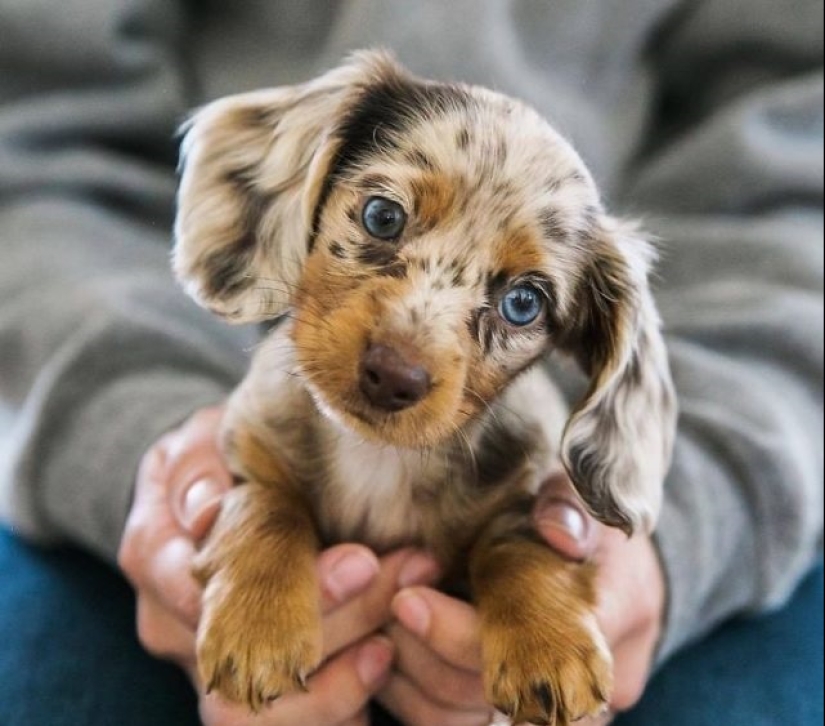 15 of the most beautiful puppies who will make you tenderness