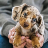 15 of the most beautiful puppies who will make you tenderness