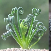 15 outlandish indoor plants that look like alien