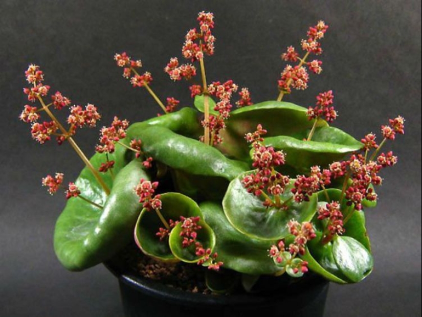 15 outlandish indoor plants that look like alien