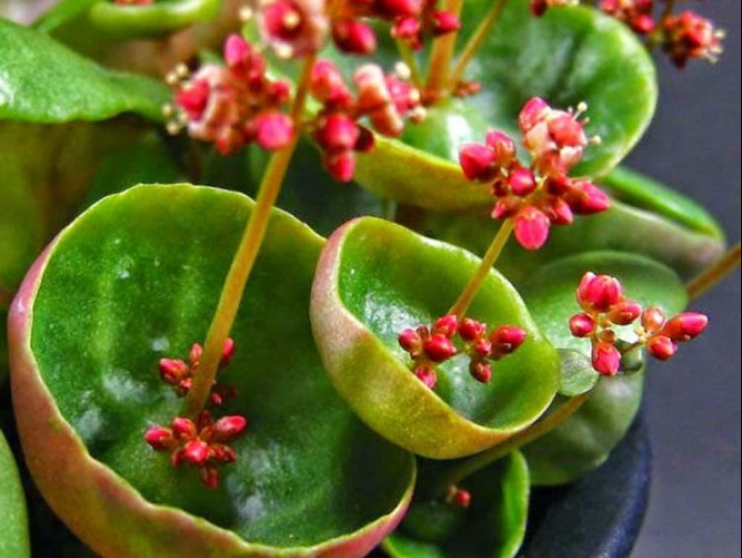 15 outlandish indoor plants that look like alien