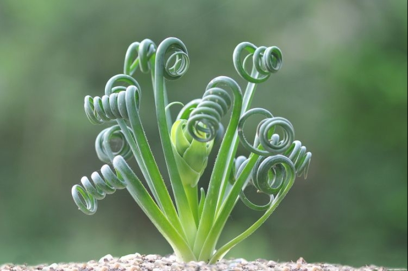 15 outlandish indoor plants that look like alien