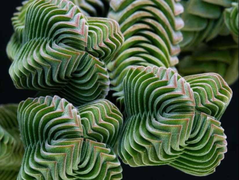 15 outlandish indoor plants that look like alien