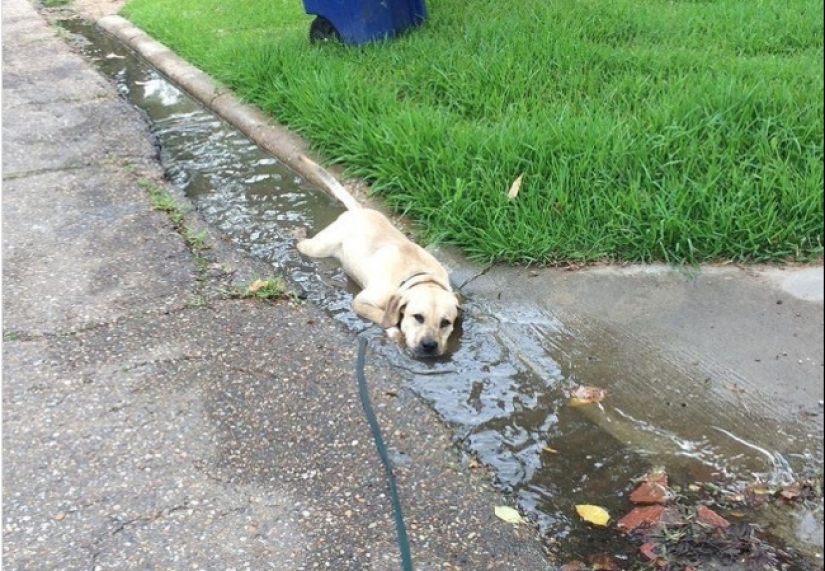 15 perros que trató de ser bueno y obediente, pero algo salió mal