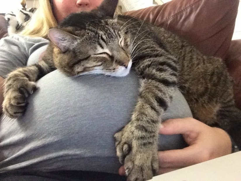 15 pets who realized that their mistress was pregnant