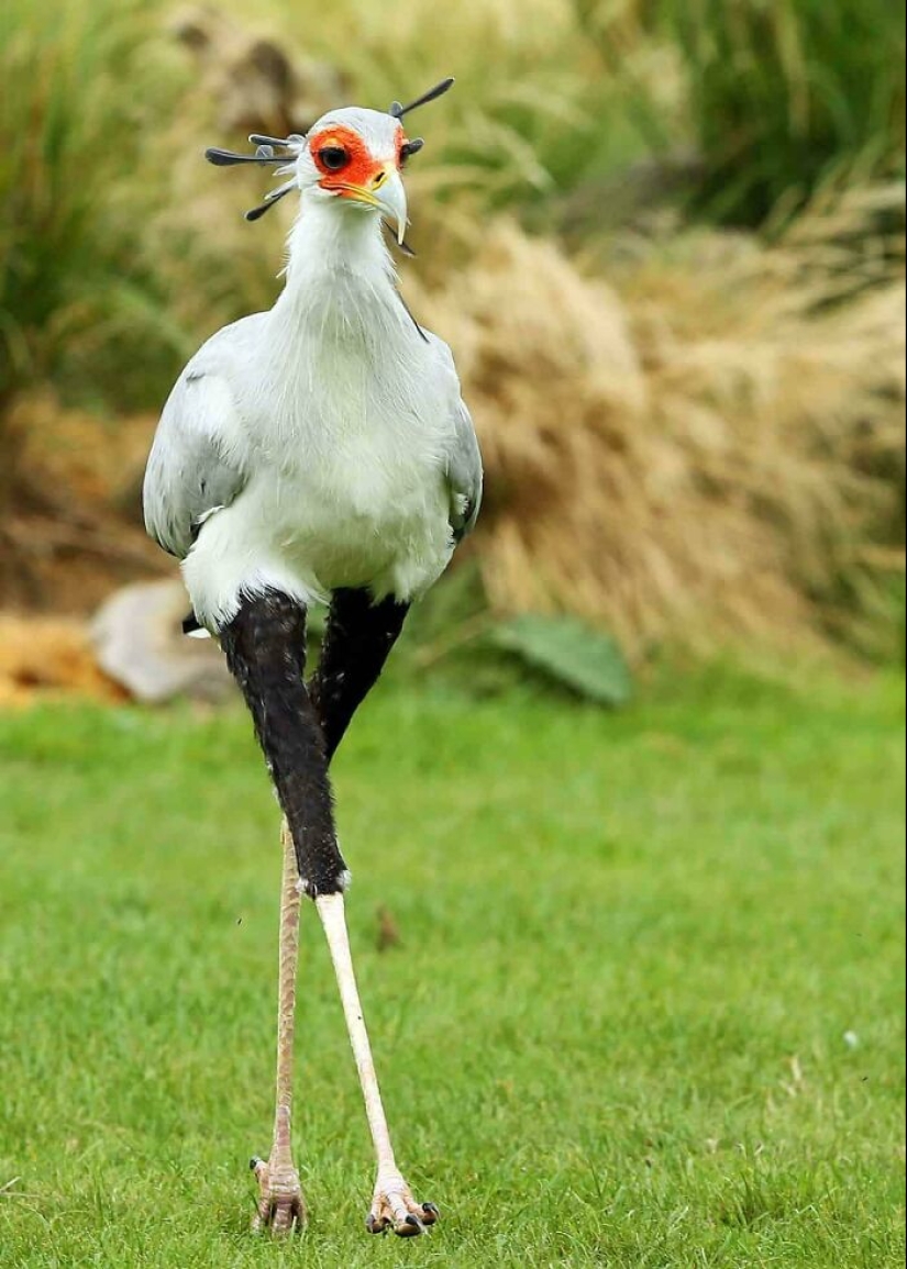 15 Pictures Of Birds That Are Probably Having A Worse Day Than You