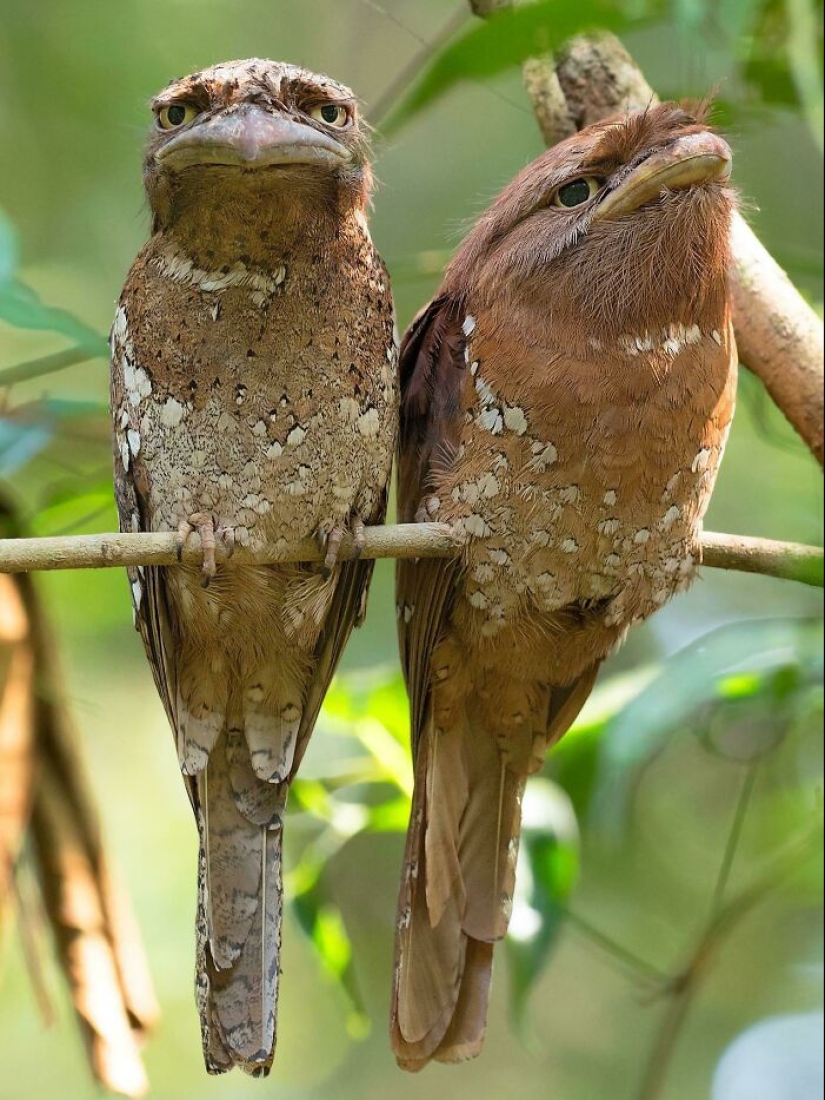 15 Pictures Of Birds That Are Probably Having A Worse Day Than You