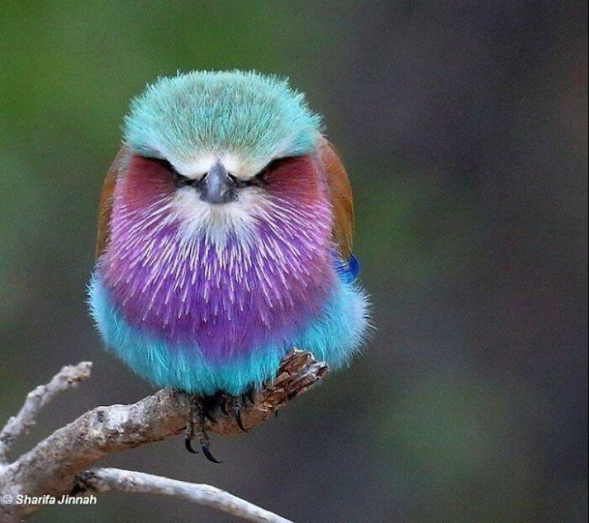 15 Pictures Of Birds That Are Probably Having A Worse Day Than You