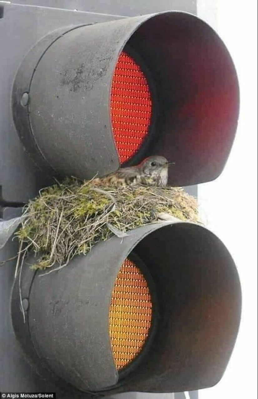 15 Pictures Of Birds That Are Probably Having A Worse Day Than You