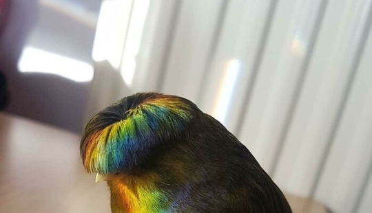 15 Pictures Of Birds That Are Probably Having A Worse Day Than You