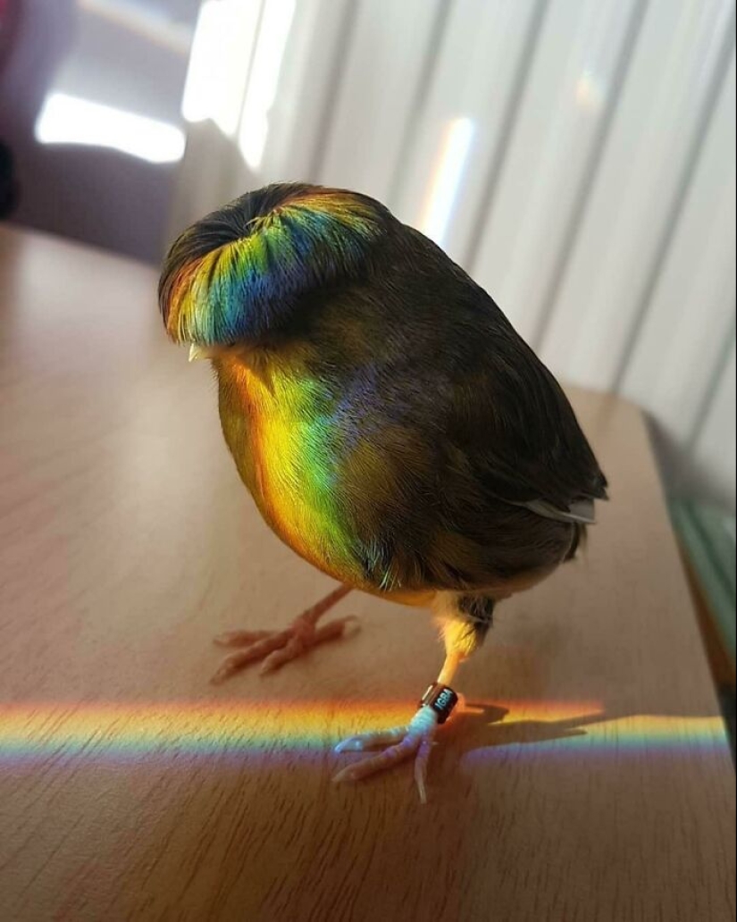 15 Pictures Of Birds That Are Probably Having A Worse Day Than You