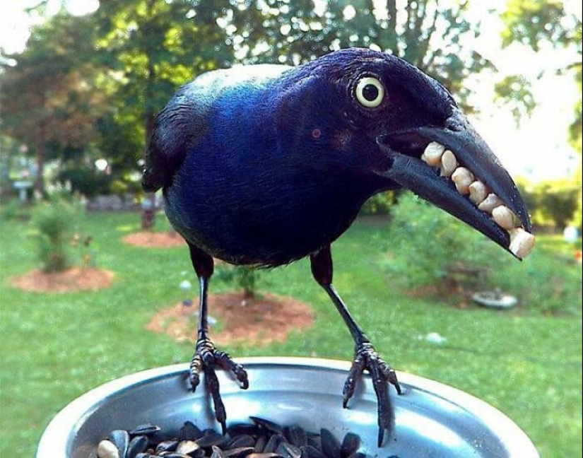 15 Pictures Of Birds That Are Probably Having A Worse Day Than You