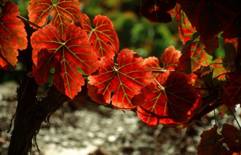 15 places where autumn is especially beautiful