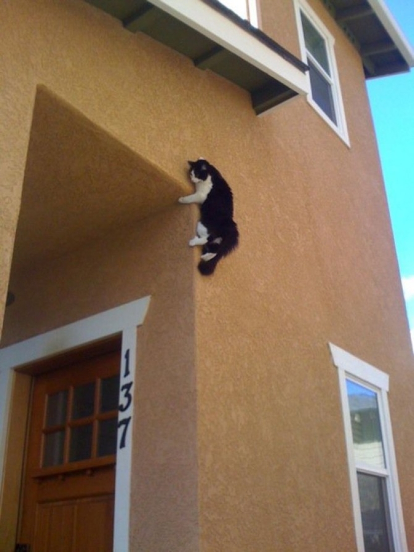 15 places where we never expected to see a cat