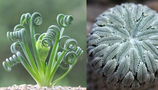 15 plantas de interior extravagantes que parecen alienígenas