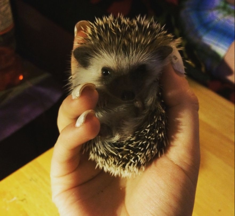 15 tiny babies that fit on the palm of your hand