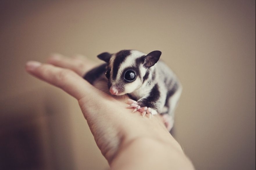 15 tiny babies that fit on the palm of your hand