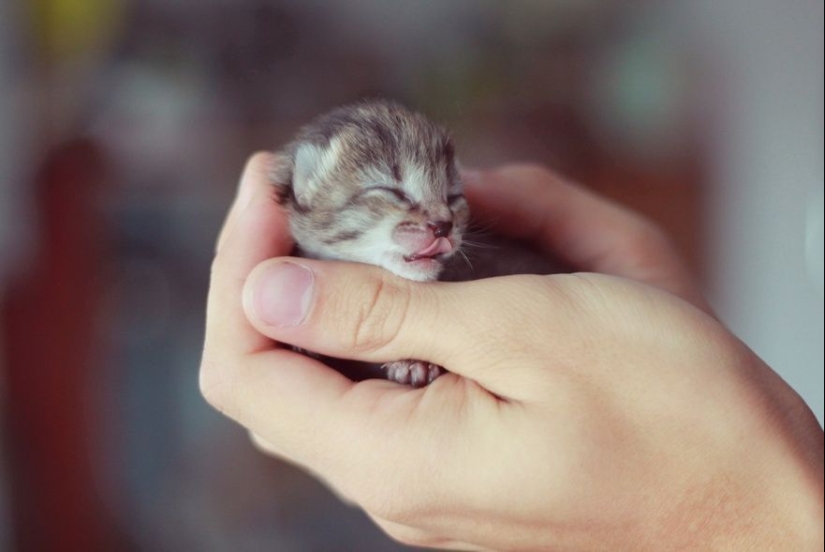 15 tiny babies that fit on the palm of your hand