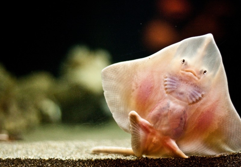 16 creatures that seem to be from another planet