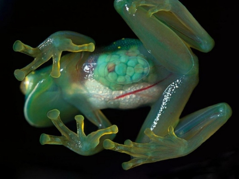 16 creatures that seem to be from another planet