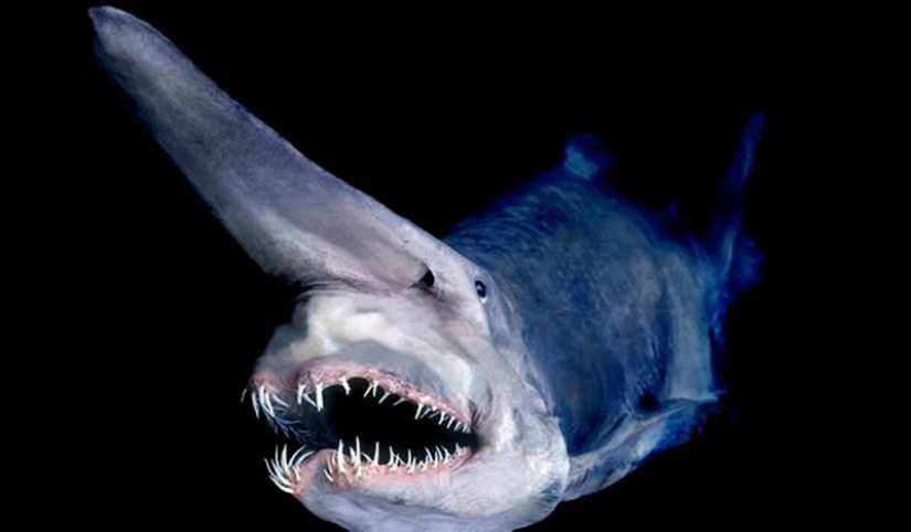 16 creatures that seem to be from another planet
