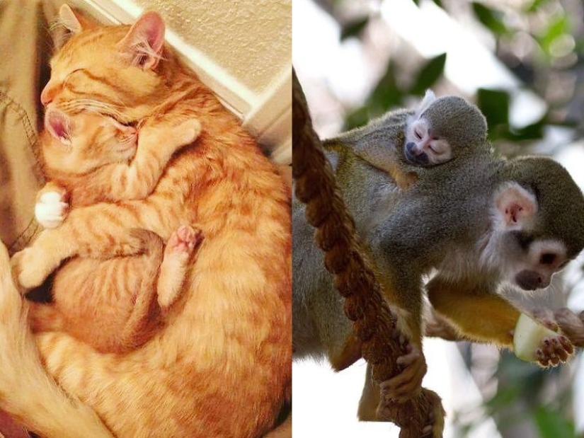 16 cute families from the animal world that will melt any heart