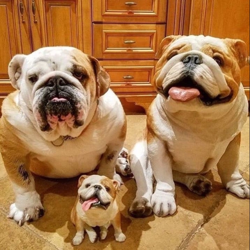 16 cute families from the animal world that will melt any heart