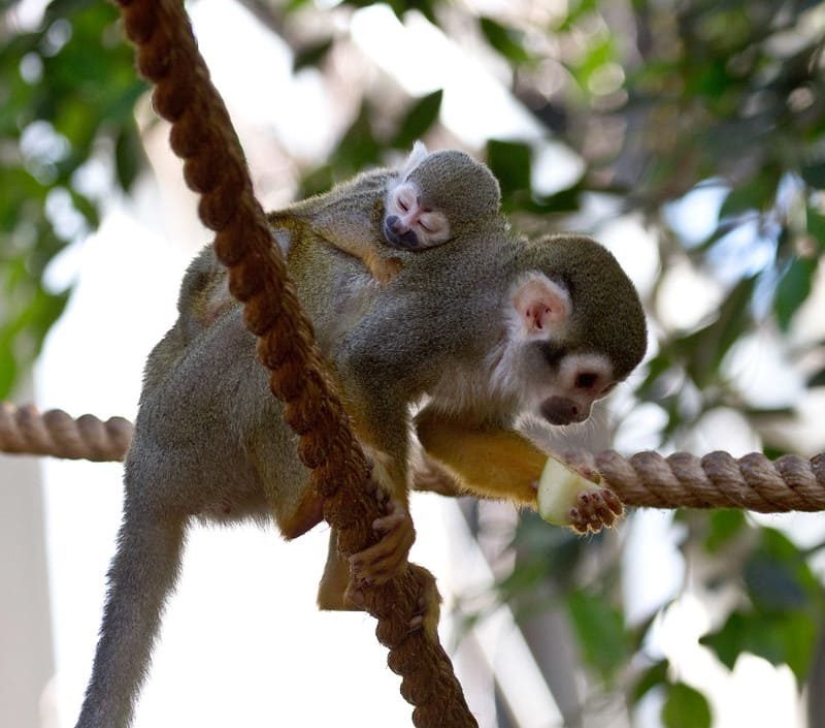 16 cute families from the animal world that will melt any heart