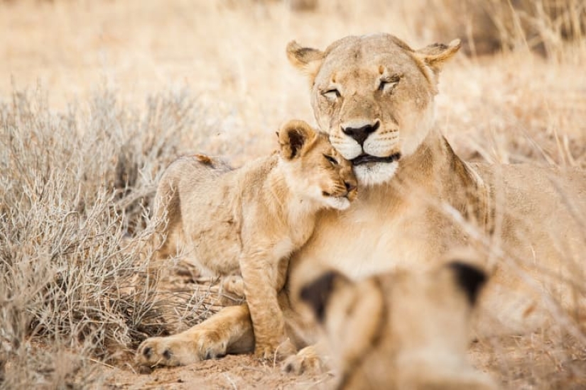 16 cute families from the animal world that will melt any heart