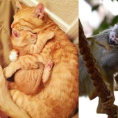 16 cute families from the animal world that will melt any heart