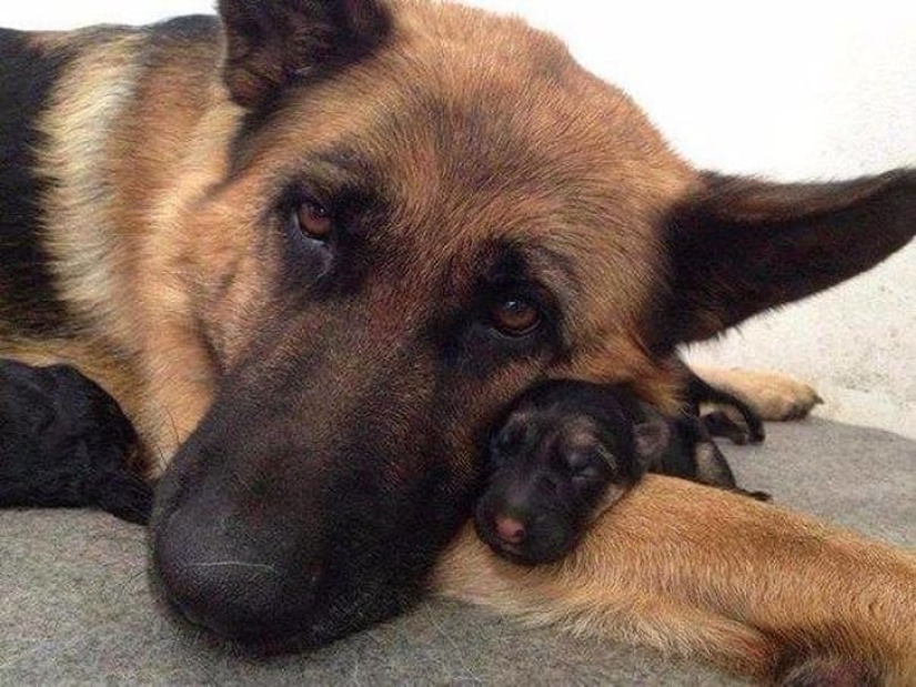 16 cute families from the animal world that will melt any heart